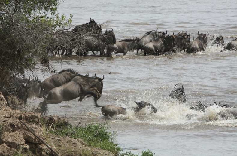 the mara river